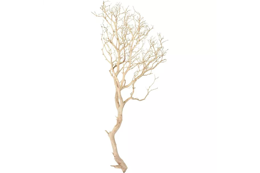 Manzanita sandgestrahlt, verzweigt, 180-200 cm