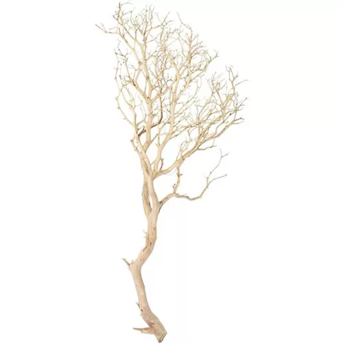 Manzanita