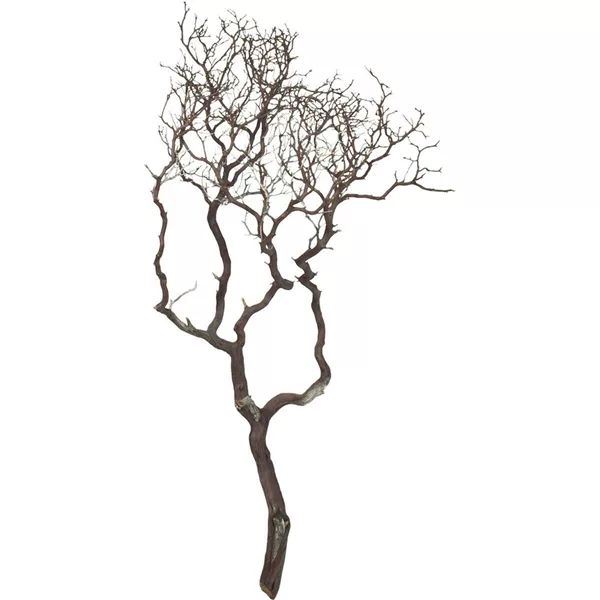 Manzanita