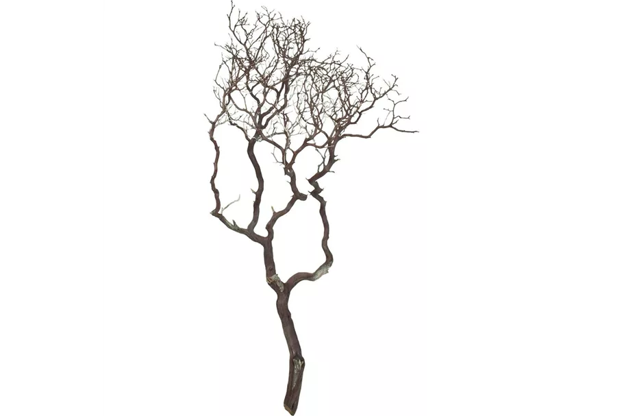 Manzanita braun, verzweigt, 150-175 cm