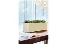 POLYSTONE FLOWERBOX Tischgefäß 65x18/18 cm, crème