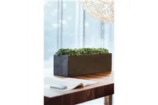 POLYSTONE FLOWERBOX Tischgefäß 65x18/18 cm, anthrazit