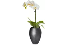 ROYAL Orchideentopf 17/24 cm, titan grau