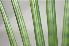 SANSEVIERIA CYLINDRICA Kunstpflanze 80 cm