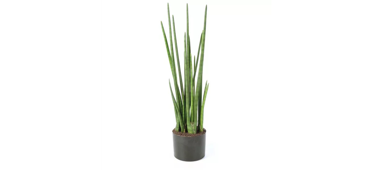 SANSEVIERIA CYLINDRICA Kunstpflanze 100 cm