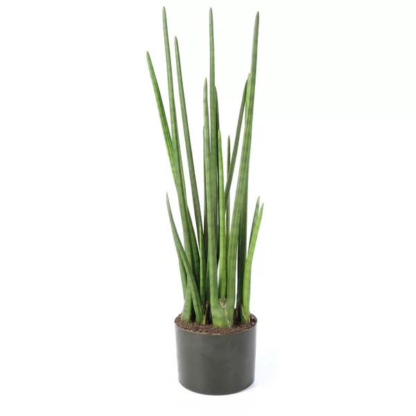 SANSEVIERIA CYLINDRICA Kunstpflanze