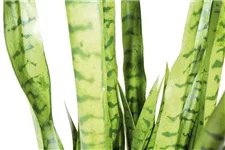 SANSEVIERIA EXTRA Kunstpflanze 100 cm