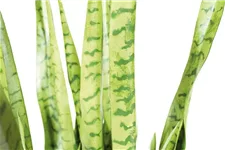 SANSEVIERIA EXTRA Kunstpflanze 100 cm