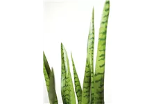 SANSEVIERIA EXTRA Kunstpflanze 100 cm