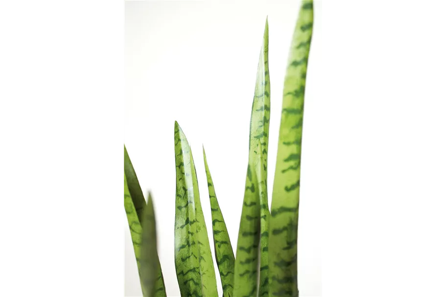 SANSEVIERIA EXTRA Kunstpflanze 100 cm