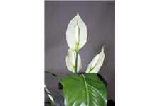 SPATHIPHYLLUM DELUXE Kunstpflanze 80 cm