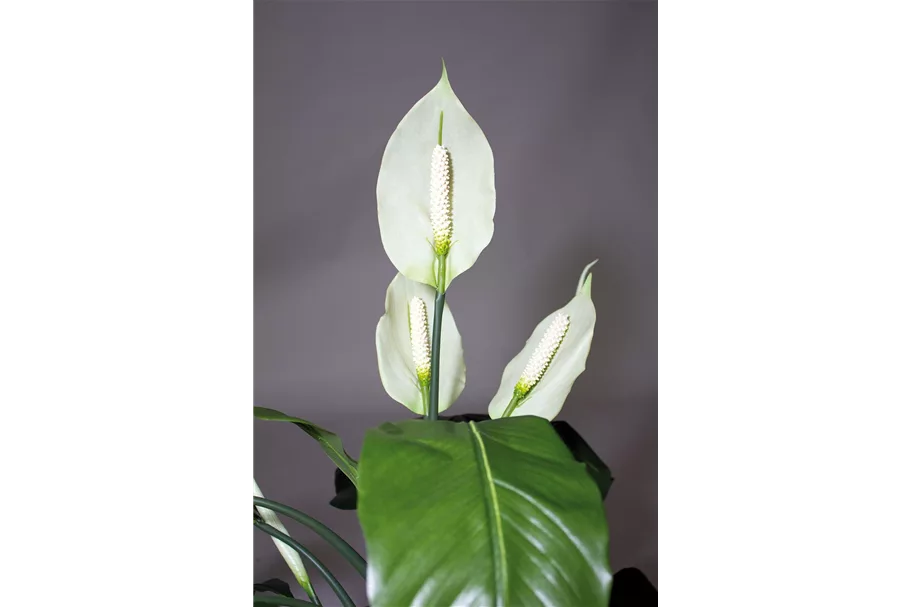 SPATHIPHYLLUM DELUXE Kunstpflanze 80 cm