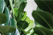 fleur ami ZAMIOCULCAS Kunstpflanze 110 cm