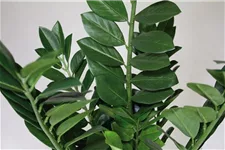 fleur ami ZAMIOCULCAS Kunstpflanze 110 cm