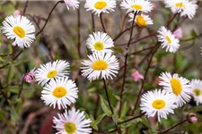 Feinstrahl-Aster 'Sommerneuschnee' 9 x 9 cm Topf 0,5 Liter