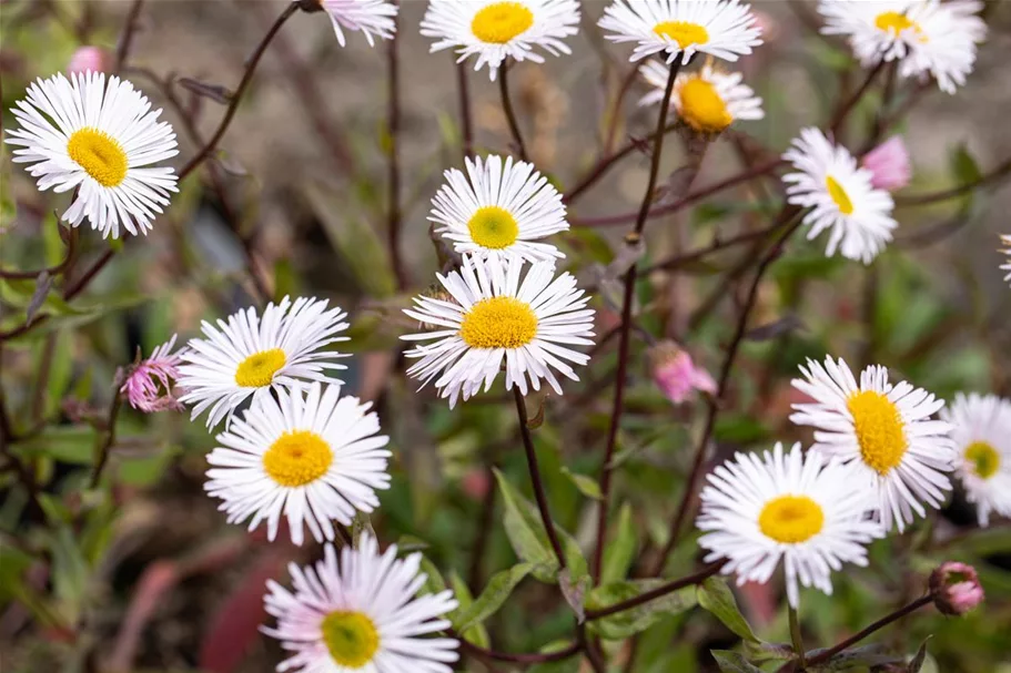 Feinstrahl-Aster 'Sommerneuschnee' 9 x 9 cm Topf 0,5 Liter