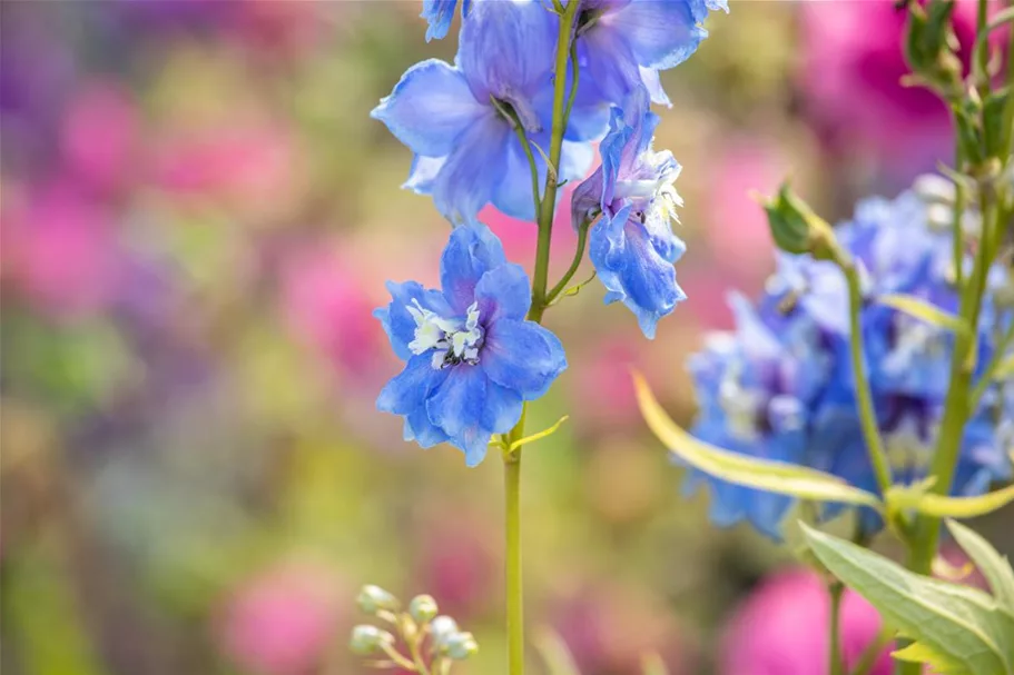 Halbhoher Rittersporn 'Rittersporn 'Magic Fountains Sky Blue White Bee'' 9 x 9 cm Topf 0,5 Liter