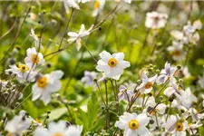 Herbst-Anemone 'Wild Swan'® 1 Liter Topf 