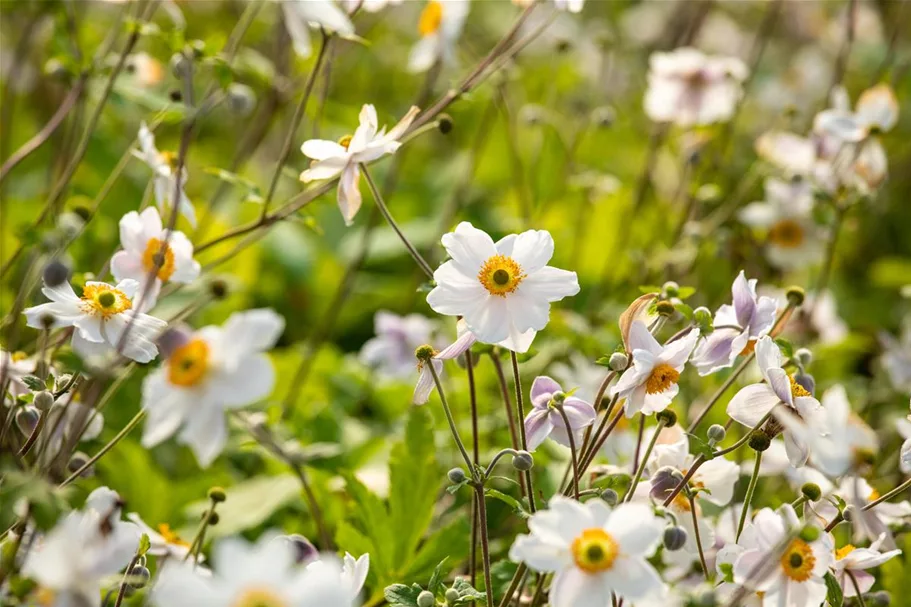 Herbst-Anemone 'Wild Swan'® 1 Liter Topf 