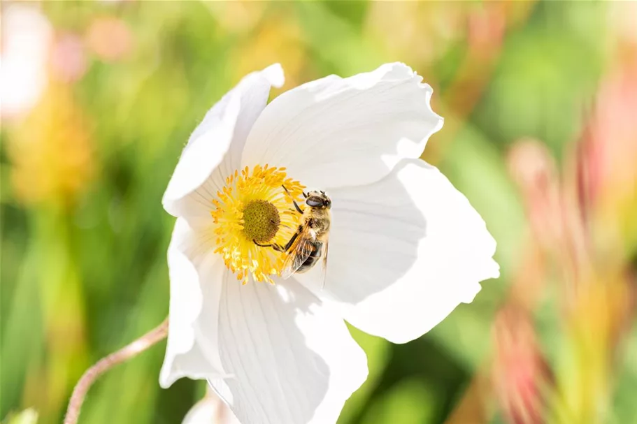 Herbst-Anemone 'Wild Swan'® 1 Liter Topf 