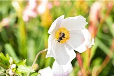 Herbst-Anemone 'Wild Swan'® 1 Liter Topf 