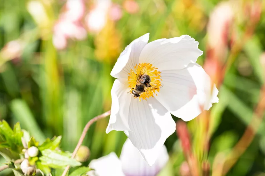 Herbst-Anemone 'Wild Swan'® 1 Liter Topf 