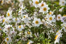 Herbst-Anemone 'Wild Swan'® 1 Liter Topf 