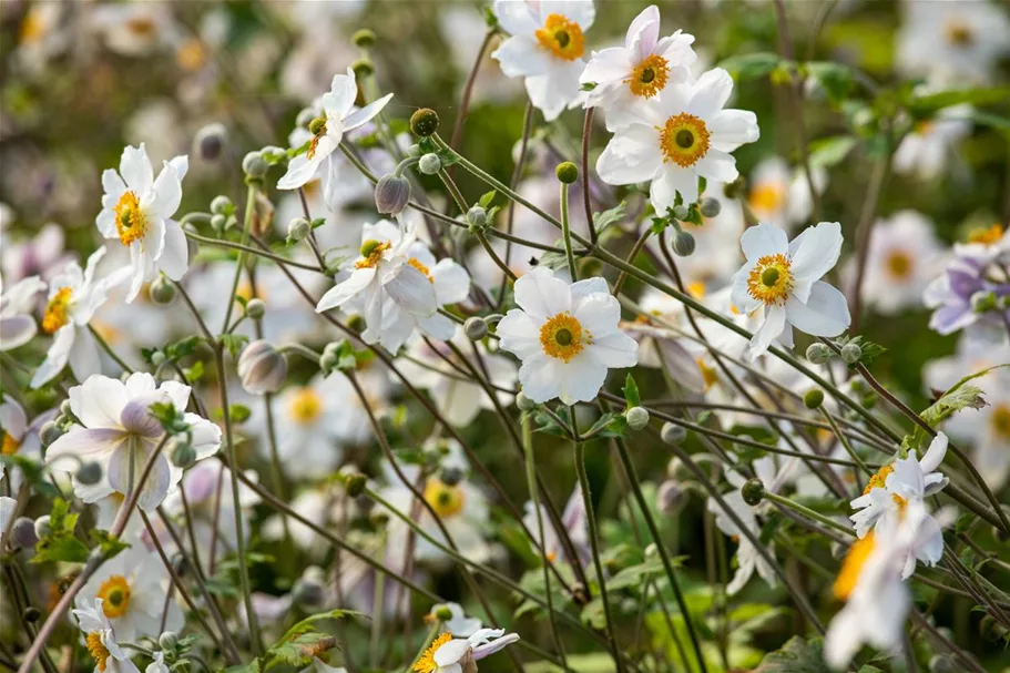 Herbst-Anemone 'Wild Swan'® 1 Liter Topf 