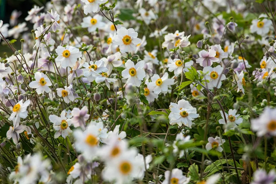 Herbst-Anemone 'Wild Swan'® 1 Liter Topf 