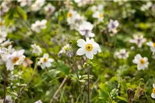 Herbst-Anemone 'Wild Swan'® 1 Liter Topf 