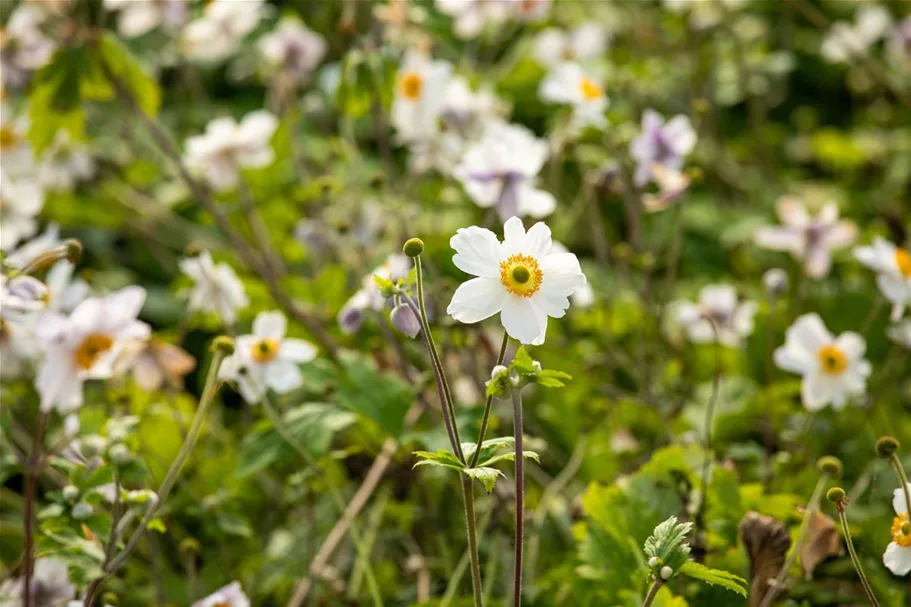 Herbst-Anemone 'Wild Swan'® 1 Liter Topf 