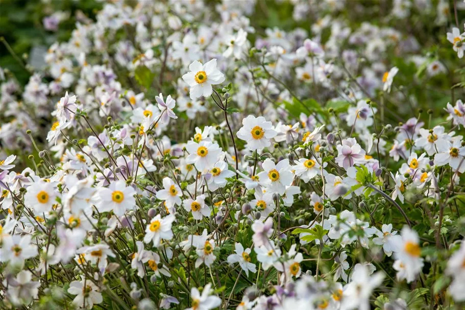 Herbst-Anemone 'Wild Swan'® 1 Liter Topf 