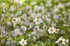 Herbst-Anemone 'Wild Swan'® 1 Liter Topf 