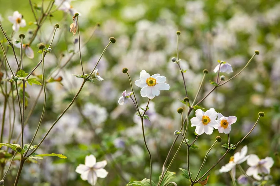 Herbst-Anemone 'Wild Swan'® 1 Liter Topf 