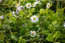 Herbst-Anemone 'Wild Swan'® 1 Liter Topf 