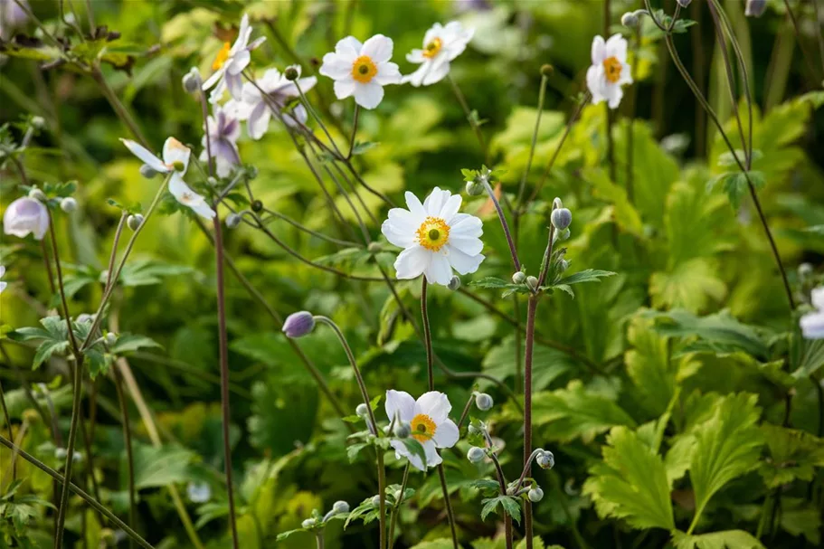 Herbst-Anemone 'Wild Swan'® 1 Liter Topf 