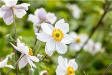 Herbst-Anemone 'Wild Swan'® 1 Liter Topf 