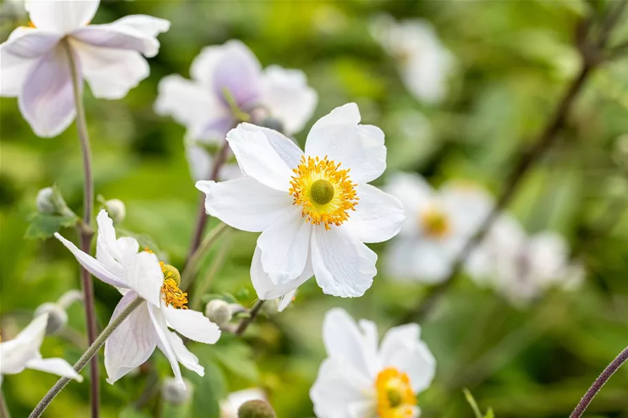 Herbst-Anemone 'Wild Swan'® 1 Liter Topf 