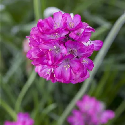 Grasnelke 'Armada Pink'