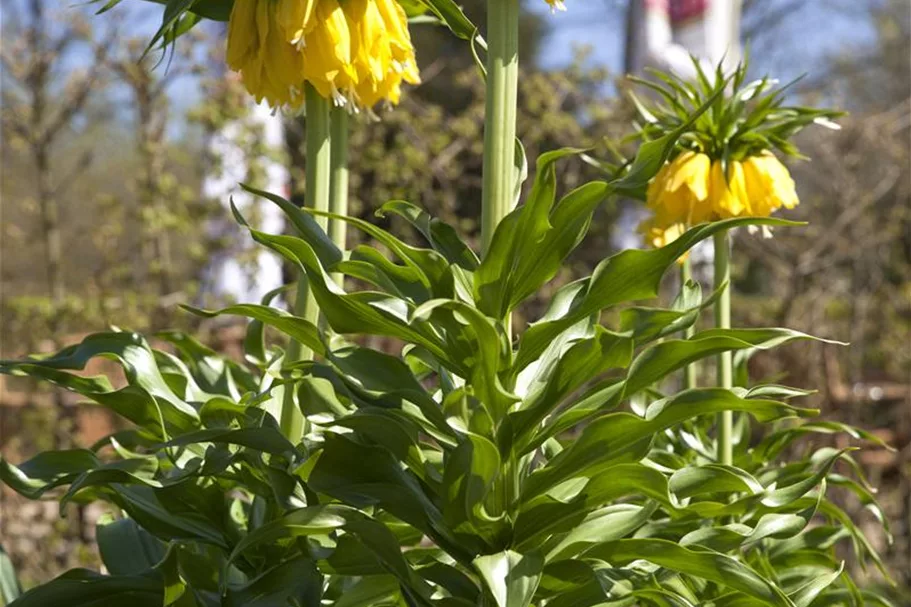 Kaiserkrone 'Lutea Maxima' 2 Liter Topf