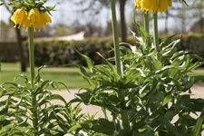 Kaiserkrone 'Lutea Maxima' 2 Liter Topf