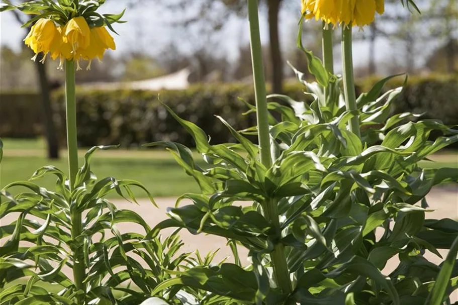 Kaiserkrone 'Lutea Maxima' 2 Liter Topf