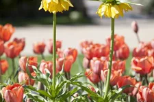 Kaiserkrone 'Lutea Maxima' 2 Liter Topf