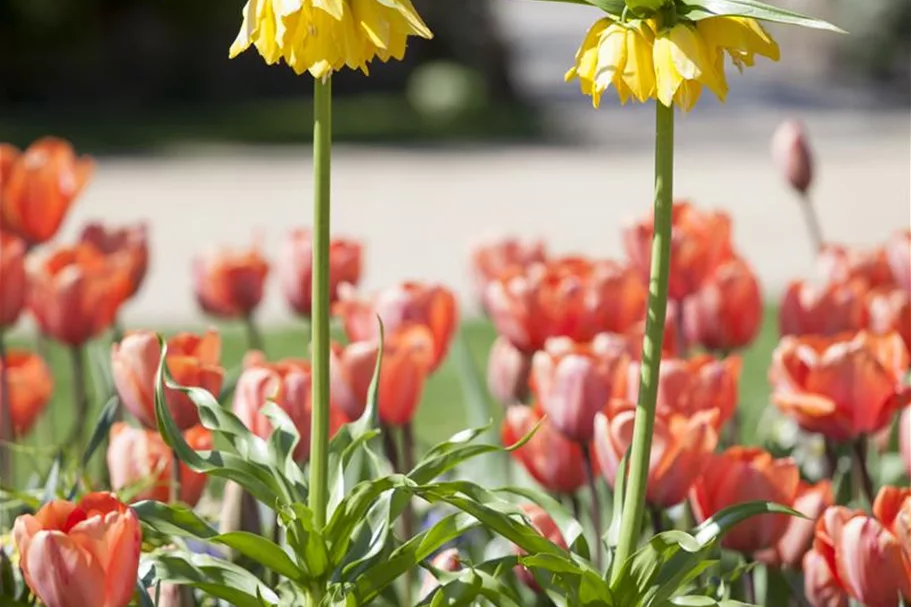 Kaiserkrone 'Lutea Maxima' 2 Liter Topf