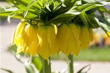 Kaiserkrone 'Lutea Maxima' 2 Liter Topf