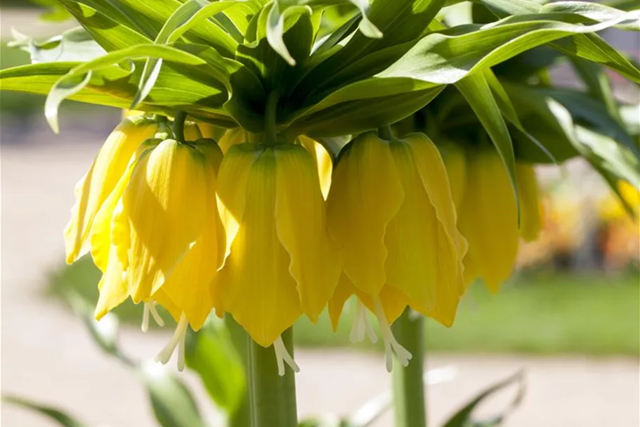 Kaiserkrone 'Lutea Maxima' 2 Liter Topf