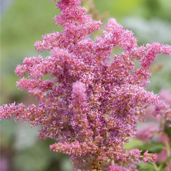 Prachtspiere 'Younique Cerise'