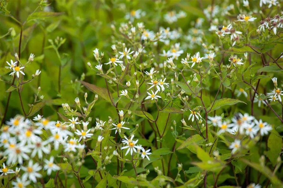 Sperrige Aster 'Tradescant' 9 x 9 cm Topf 0,5 Liter