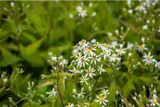 Sperrige Aster 'Tradescant' 9 x 9 cm Topf 0,5 Liter