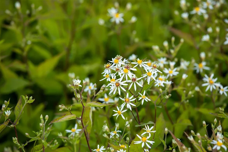 Sperrige Aster 'Tradescant' 9 x 9 cm Topf 0,5 Liter